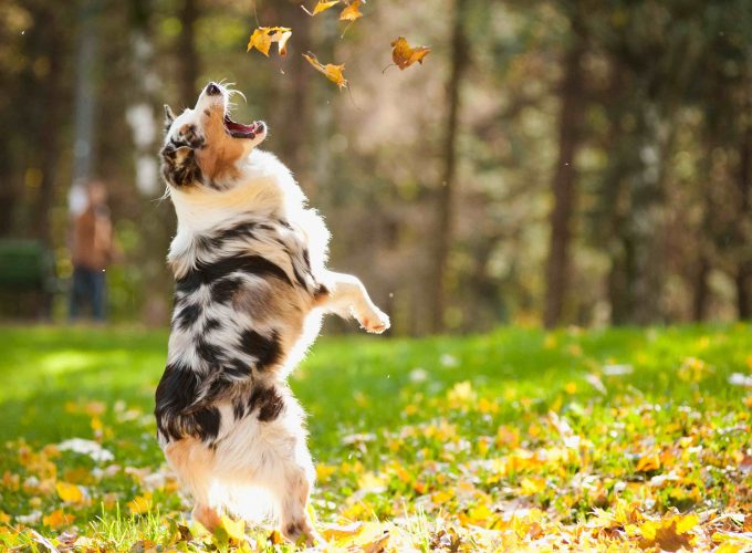 Wallpaper Dog, puppy, jumping, leaves, autumn, pet, green grass, park, Animals 8083514330